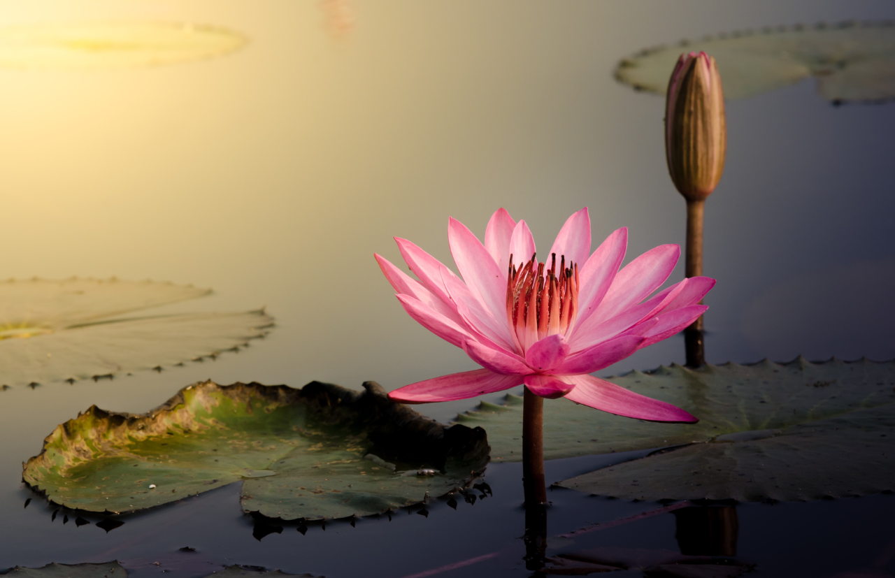 FAQ – Do Botão à Flor